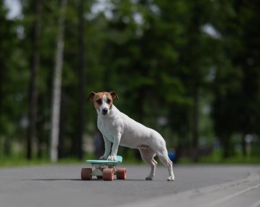 Jack Russell Terrier köpeği parkta bir kuruş tahtasına biner.