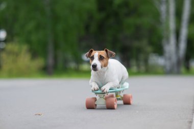 Jack Russell Terrier köpeği parkta bir kuruş tahtasına biner.