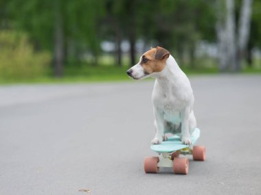 Jack Russell Terrier köpeği parkta bir kuruş tahtasına biner.