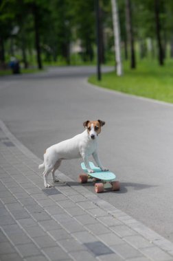 Jack Russell Terrier köpeği parkta bir peni tahtası sürüyor. Dikey fotoğraf
