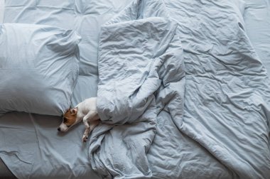 Battaniyenin altında yatan Jack Russell Terrier köpeğinin üst görüntüsü.