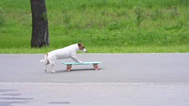 Jack Russell Terrier köpeği parkta bir kuruş tahtasına biner.