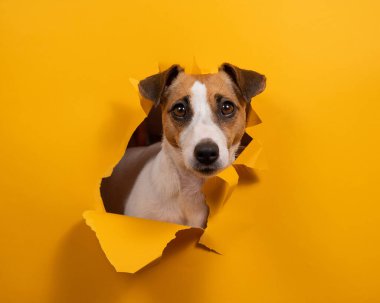 Komik köpek Jack Russell Terrier kağıt turuncu arka planda bir delikten sarkıyor.