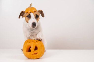 Beyaz arka planda balkabağı şapkalı Jack Russell Terrier köpeği.