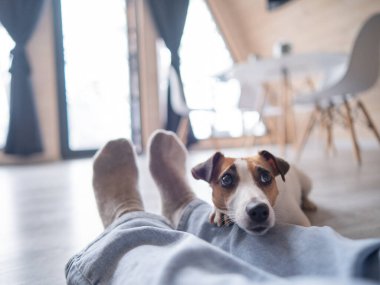 A Jack Russell Terrier dog lies on the feet of its owner in a country house near the patio window