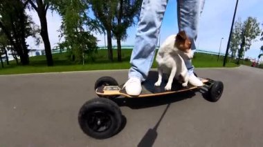 Beyaz kadın elektrikli uzun tahtasına Jack Russell Terrier köpeği ile biniyor.