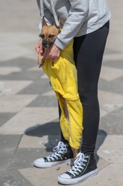 Ceketli genç beyaz bir kadın tulumlu küçük bir köpekle yürüyor. Rus oyuncak teriyeri arka ayakları üzerinde duruyor. Dikey fotoğraf