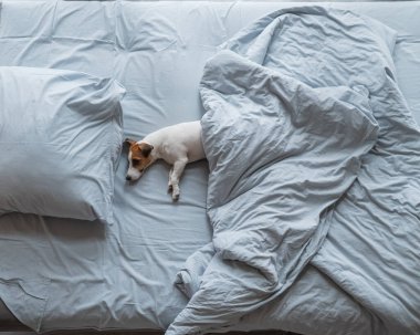 Battaniyenin altında yatan Jack Russell Terrier köpeğinin üst görüntüsü.