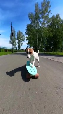 Jack Russell Terrier köpeği parkta bir peni tahtası sürüyor. Dikey video
