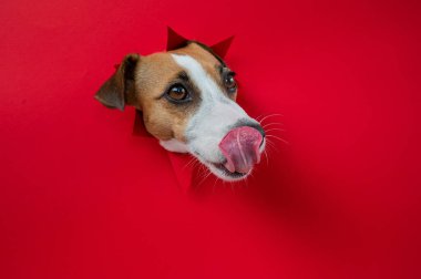 Komik köpek burnunu yalıyor. Jack Russell Terrier 'ın kafası kırmızı karton arka plandan dışarı fırlamış. Boşluğu kopyala