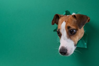 Komik Jack Russell Terrier köpeği yeşil karton arka planda göze çarpıyor. Boşluğu kopyala