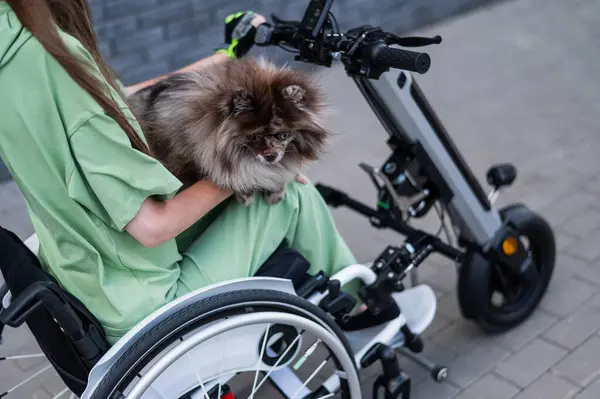 stock image A woman in a wheelchair with a hand-control assist device carries a Spitz merle dog. Electric handbike