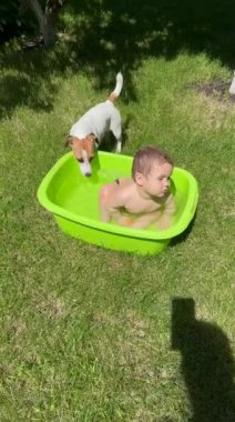 Tatlı çocuk yazın açık havuzda banyo yapıyor. Evet. Jack Russell Terrier köpeği su içer. Dikey video