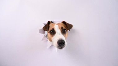 Komik bir Jack Russell Terrier köpeği açık gri bir karton arka planda göze çarpıyor. Boşluğu kopyala