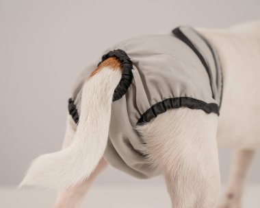 Beyaz arka planda regl külotu giyen bir köpek. Yeniden kullanılabilir bebek bezi