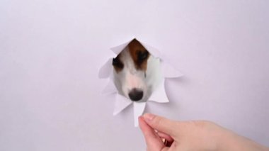 Komik bir Jack Russell Terrier köpeği açık gri bir karton arka plandan çıkar ve bir kadının ellerinden yer.