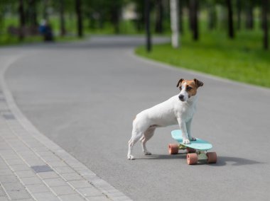 Jack Russell Terrier köpeği parkta bir kuruş tahtasına biner.