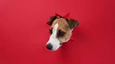 Komik köpek burnunu yalıyor. Jack Russell Terrier 'ın kafası kırmızı karton arka plandan dışarı fırlamış. Boşluğu kopyala