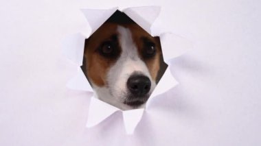 Komik bir Jack Russell Terrier köpeği açık gri bir karton arka planda göze çarpıyor. Boşluğu kopyala
