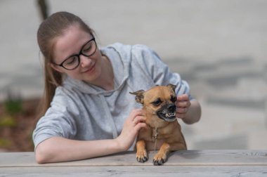 Caucasian woman walking with aggressive Russian Toy Terrier dog clipart