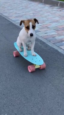 Jack Russell Terrier 'ın köpeği mavi bir panoya biniyor. Dikey video