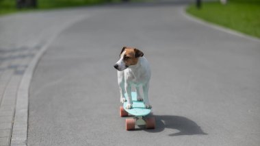 Jack Russell Terrier köpeği parkta bir kuruş tahtasına biner.