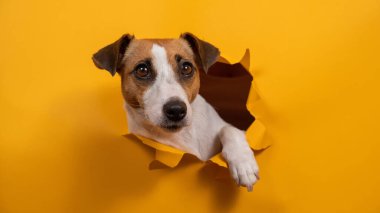 Komik Jack Russell Terrier kağıt turuncu bir arka plandan çıkıp onu yırtıyor.