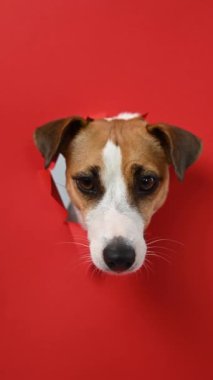 Komik Jack Russell Terrier köpeği kırmızı karton arka planda göze çarpıyor. Uzayı kopyala Dikey video