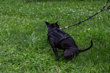 Siyah pitbull teriyeri yürürken kaka yapar.