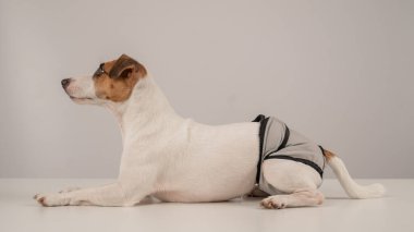 Beyaz arka planda adet külotu giyen sevimli Jack Russell Terrier köpeği. Yeniden kullanılabilir bebek bezi