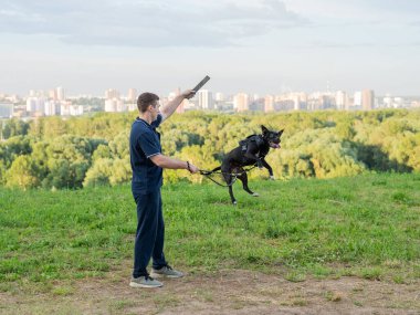 Pitbull Terrier bir sopa için zıplar. Köpeği eğiten adam.