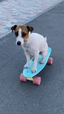 Jack Russell Terrier 'ın köpeği mavi bir panoya biniyor. Dikey video