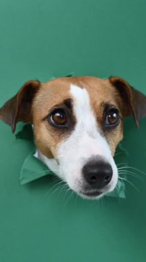 Komik Jack Russell Terrier köpeği yeşil karton arka planda göze çarpıyor. Dikey video