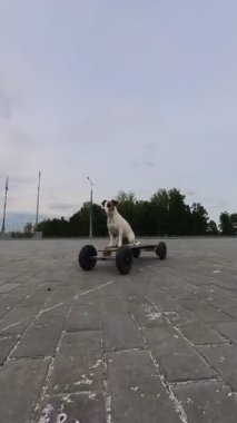 Jack Russell Terrier köpeği elektrikli bir uzun tahta kullanıyor. Dikey video