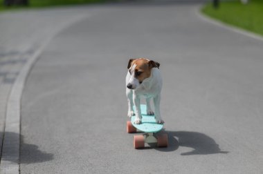 Jack Russell Terrier köpeği parkta bir kuruş tahtasına biner.