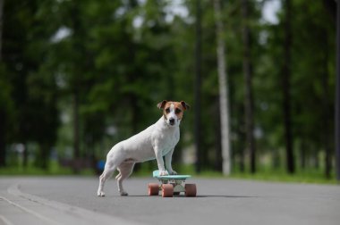 Jack Russell Terrier köpeği parkta bir kuruş tahtasına biner.