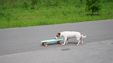 Jack Russell Terrier köpeği parkta bir kuruş tahtasına biner.