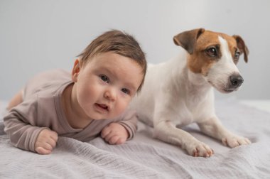 Karnının üstünde yatan bir bebeğin portresi ve Jack Russell Terrier köpeği.