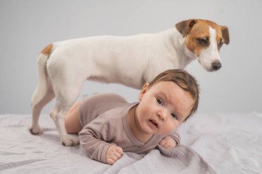 Karnının üstünde yatan bir bebeğin portresi ve Jack Russell Terrier köpeği.