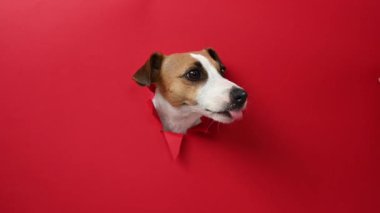 Komik köpek burnunu yalıyor. Jack Russell Terrier 'ın kafası kırmızı karton arka plandan dışarı fırlamış. Boşluğu kopyala