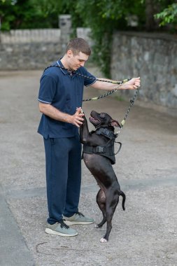 Adamın biri pitbull teriyeri köpeğiyle yürüyor. Dikey fotoğraf
