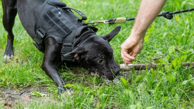 Pitbull terrier cinsi köpek, açık hava piposundan içer.