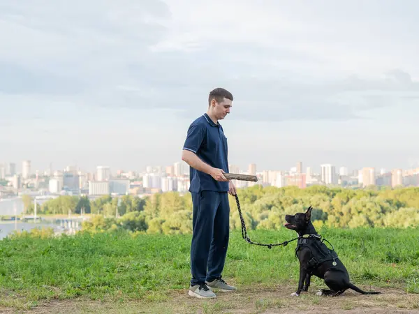 Beyaz bir adam pitbull teriyeri köpeğiyle yürüyor.