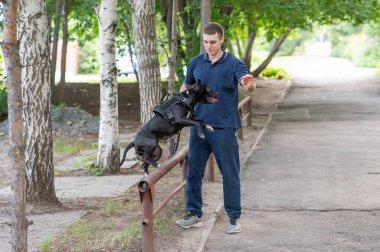 Beyaz bir adam pitbull köpeğini atlamak için eğitir.