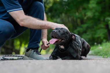 Beyaz bir adam pitbull teriyeri köpeğiyle yürüyor.