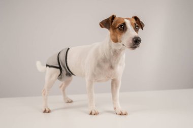 Beyaz arka planda adet külotu giyen sevimli Jack Russell Terrier köpeği. Yeniden kullanılabilir bebek bezi