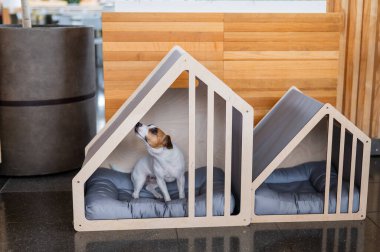 Şirin Jack Russell Terrier köpeği geldi.