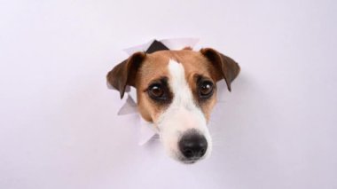 Komik bir Jack Russell Terrier köpeği açık gri bir karton arka planda göze çarpıyor. Boşluğu kopyala