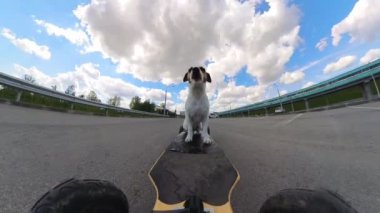Bir Jack Russell Terrier köpeği elektrikli bir uzun tahta kullanıyor.
