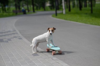 Jack Russell Terrier köpeği parkta bir kuruş tahtasına biner.